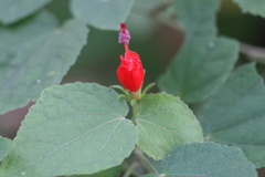 Malvaviscus arboreus var. mexicanus